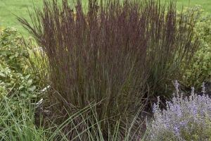 Grass Schizachyrium 'Smoke Signals' New 2025